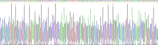 Recombinant R-Spondin 1 (RSPO1)