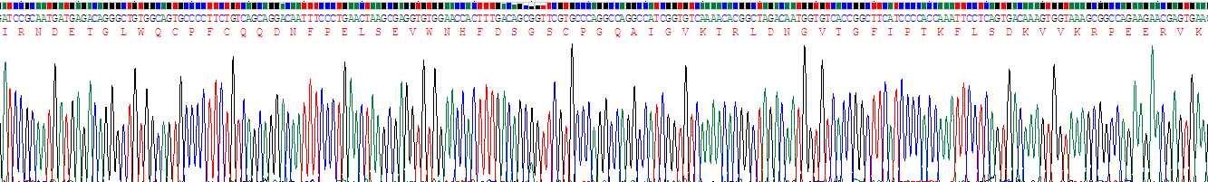 Recombinant Suppressor Of Ty 6 Homolog (SUPT6H)