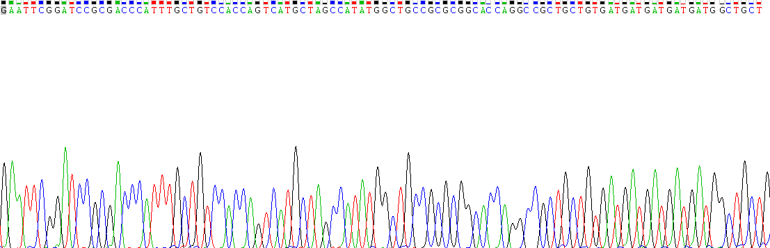 Recombinant Cancer/Testis Antigen Family 45, Member A1 (CT45A1)