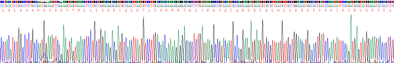 Recombinant POTE Ankyrin Domain Family, Member G (POTEG)