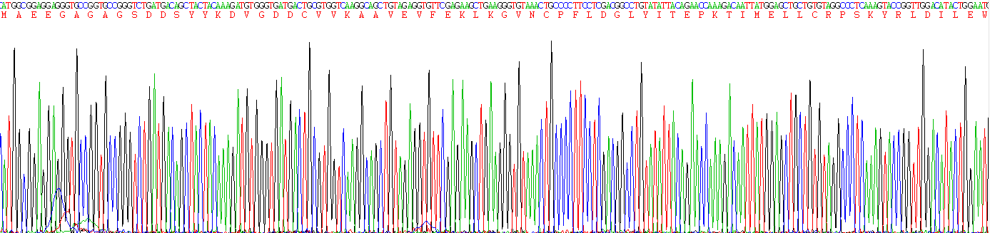 Recombinant HAUS Augmin Like Complex Subunit 7 (HAUS7)