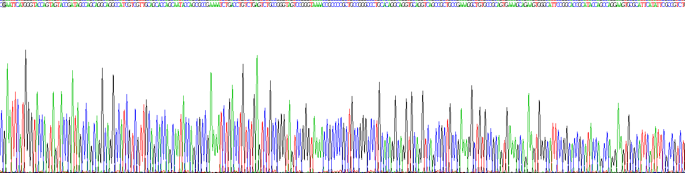 Recombinant Cementum Protein 1 (CEMP1)