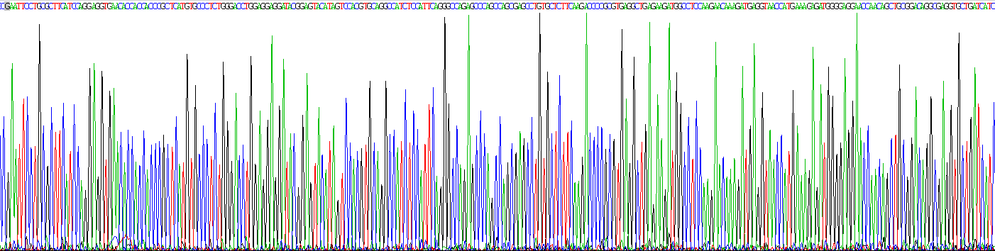 Recombinant Fibronectin Type III Domain Containing Protein 5 (FNDC5)