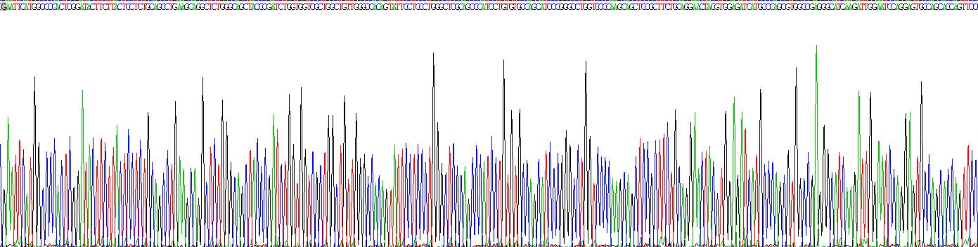 Recombinant Wingless Type MMTV Integration Site Family, Member 3A (WNT3A)