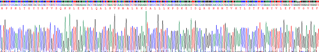 Recombinant Retinol Binding Protein 5, Cellular (RBP5)