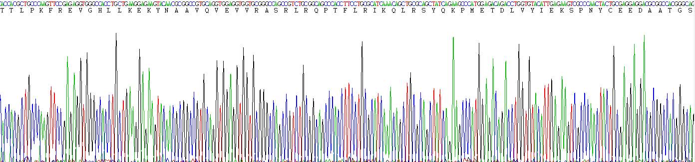 Recombinant Wingless Type MMTV Integration Site Family, Member 7B (WNT7B)