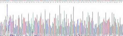 Recombinant Wingless Type MMTV Integration Site Family, Member 5A (WNT5A)