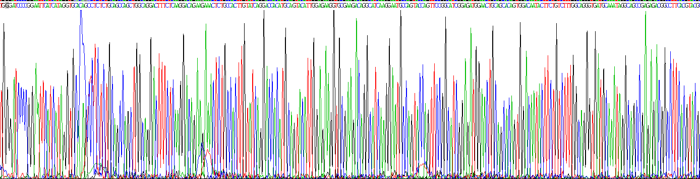 Recombinant Wingless Type MMTV Integration Site Family, Member 5A (WNT5A)