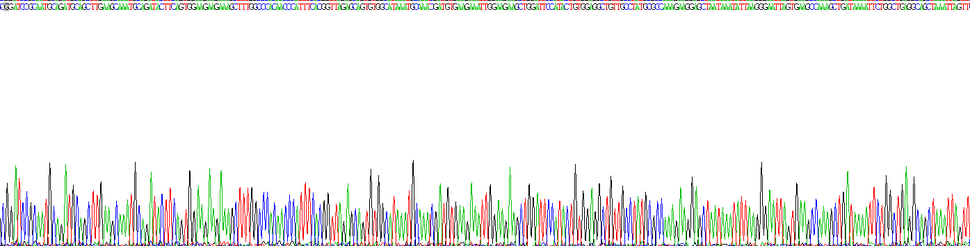 Recombinant RAD51 Homolog (RAD51)