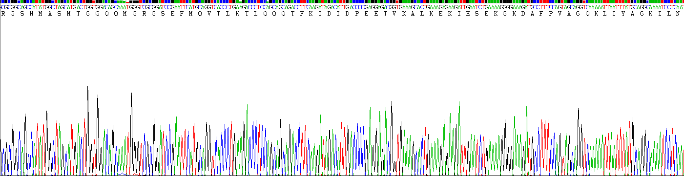 Recombinant RAD23 Homolog B (RAD23B)