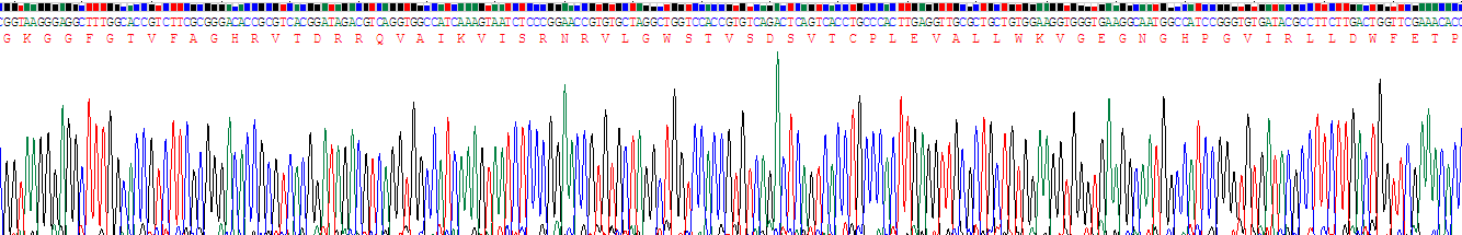 Recombinant Pim-2 Oncogene (PIM2)