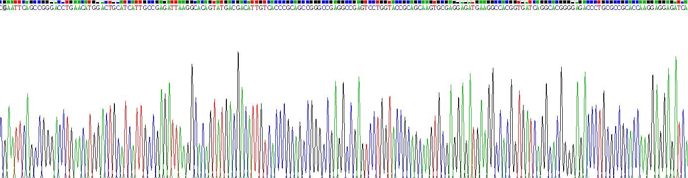 Recombinant Keratin 81 (KRT81)