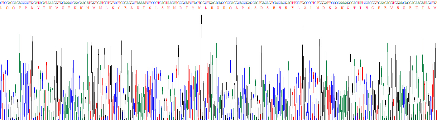 Recombinant Cluster Of Differentiation 8b (CD8b)