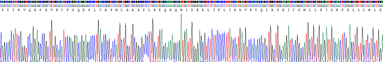 Recombinant Poly A Binding Protein Cytoplasmic 1 Like Protein (PABPC1L)