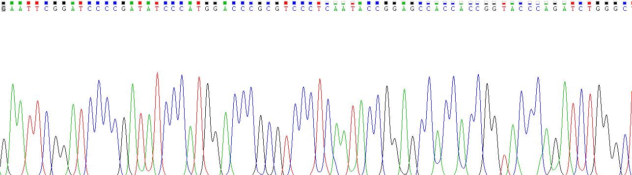 Recombinant Sialic Acid Binding Ig Like Lectin 15 (SIGLEC15)