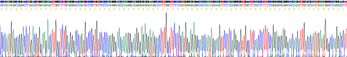 Recombinant RAD54 Like Protein 2 (RAD54L2)