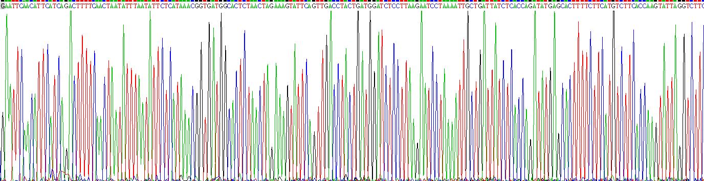 Recombinant Cancerous Inhibitor Of PP2A (CIP2A)