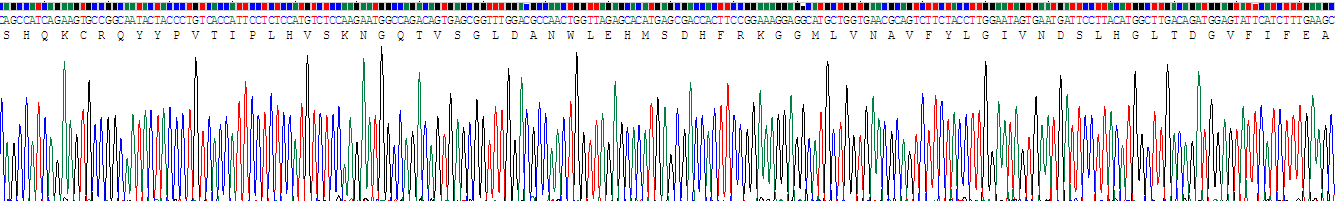 Recombinant Raft Linking Protein (Raftlin)