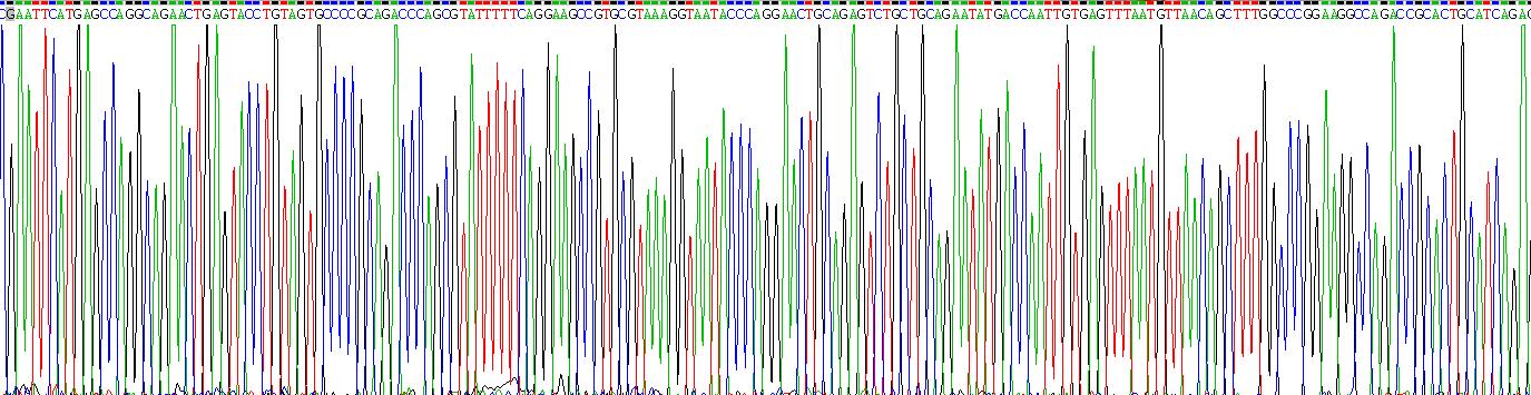 Recombinant Notch Regulated Ankyrin Repeat Protein (NRARP)