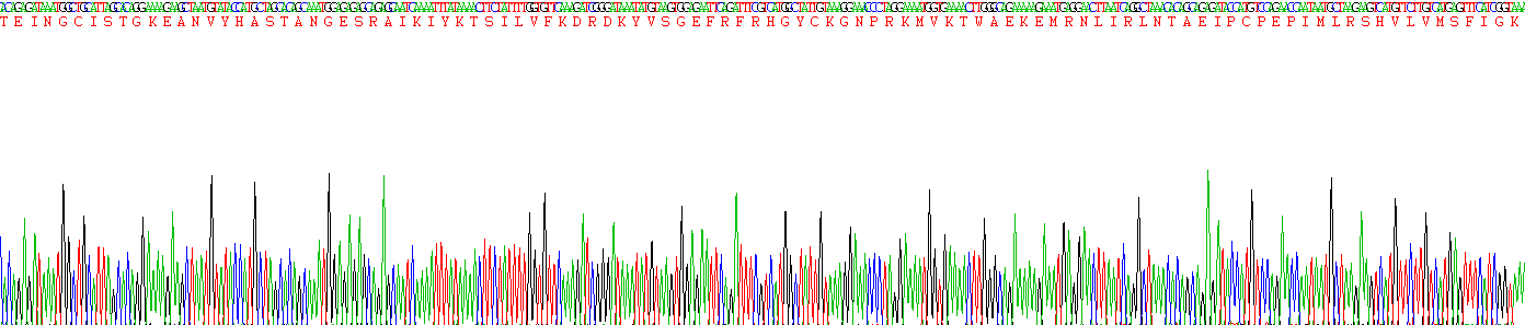 Recombinant RIO Kinase 1 (RIOK1)