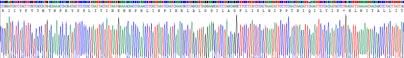 Recombinant NADH Dehydrogenase 5 (ND5)