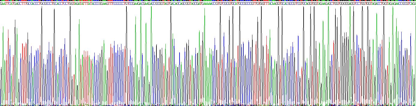 Recombinant Scleraxis Homolog B (SCXB)