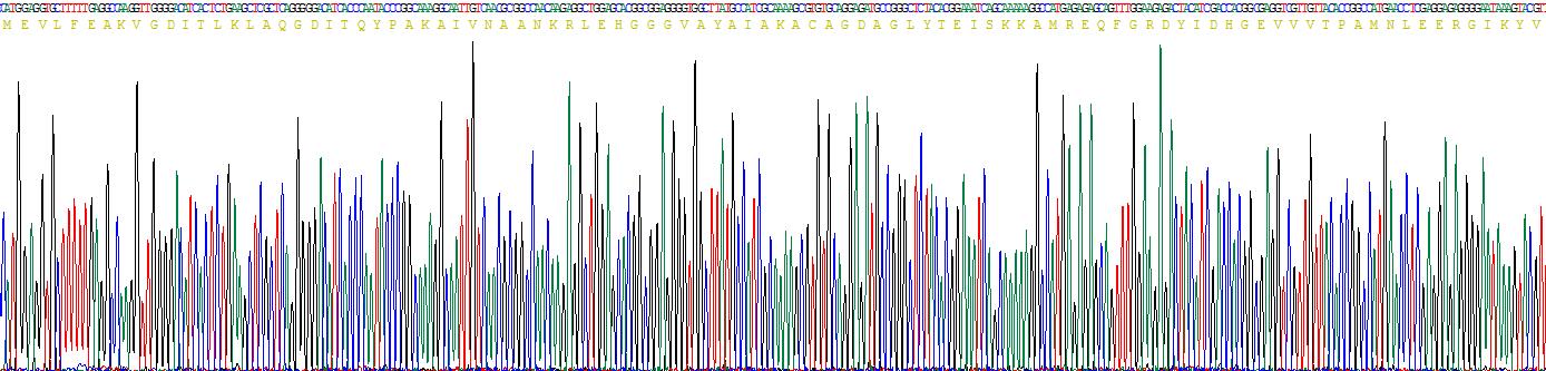 Recombinant ADP Ribosylglutamate hydrolase (AF1521)