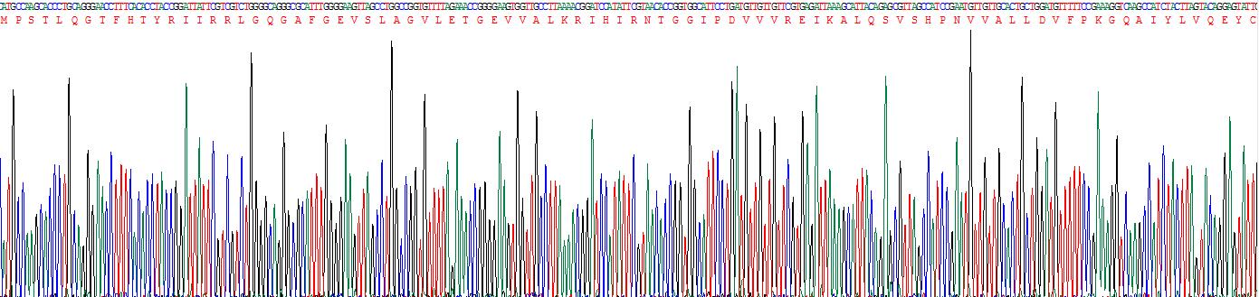 Recombinant Long Flagella 2 (LF2)