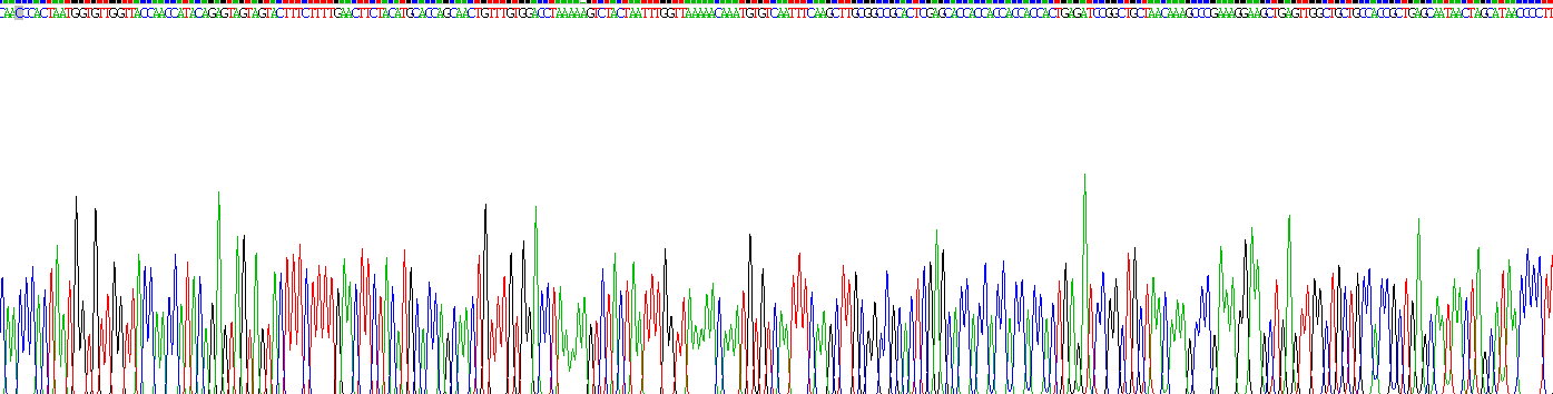 Recombinant Spike Protein (SP)