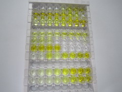 ELISA Kit for Factor Related Apoptosis (FAS)