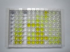 ELISA Kit for Interferon Alpha (IFNa)