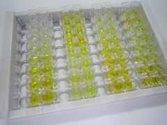 ELISA Kit for Growth Hormone (GH)