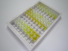 ELISA Kit for Interleukin 10 (IL10)