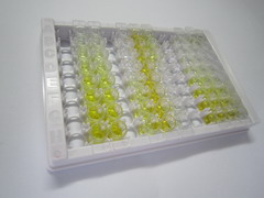 ELISA Kit for Interleukin 13 (IL13)