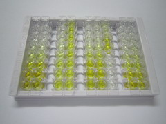 ELISA Kit for Glial Fibrillary Acidic Protein (GFAP)