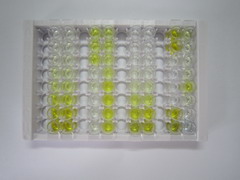 ELISA Kit for Interleukin 1 Alpha (IL1a)