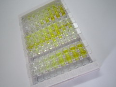 ELISA Kit for Monocyte Chemotactic Protein 1 (MCP1)