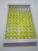 ELISA Kit for Monocyte Chemotactic Protein 1 (MCP1)