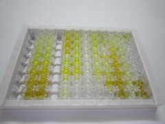 ELISA Kit for Colony Stimulating Factor 1, Macrophage (MCSF)