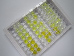 ELISA Kit for Cholecystokinin A Receptor (CCKAR)