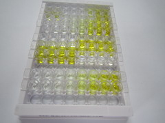 ELISA Kit for Alanine Aminotransferase (ALT)