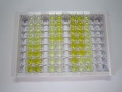 ELISA Kit for Caveolin 1 (CAV1)