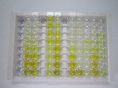 ELISA Kit for Collagen Type I Alpha 2 (COL1a2)