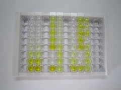 ELISA Kit for Interferon Beta (IFNb)