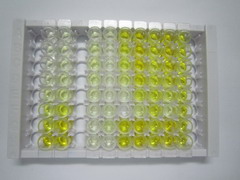 ELISA Kit for Urocortin (UCN)