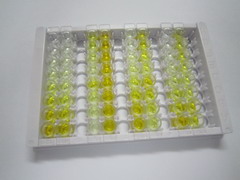 ELISA Kit for Transferrin Receptor 2 (TFR2)