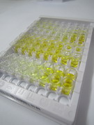 ELISA Kit for Connexin 43 (CX43)