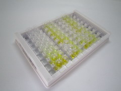 ELISA Kit for Galectin 8 (GAL8)