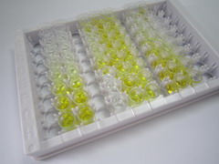 ELISA Kit for Transition Protein 1 (TNP1)