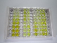 ELISA Kit for Octamer Binding Transcription Factor 4 (OCT4)